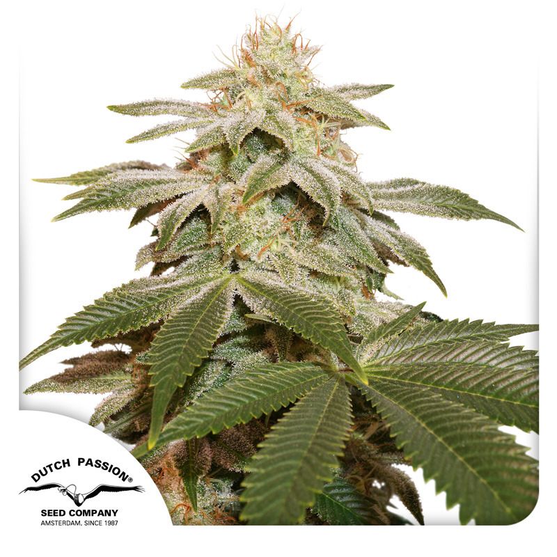 after　after　hours 日本版 sugar plant Sugar Factory 39.79% THCA | Evenly-Balanced Hybrid with a