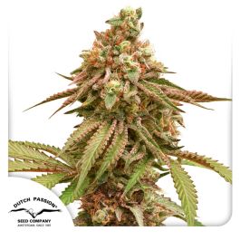 Buy Tropical Tangie Feminized Cannabis Seeds | Dutch Passion USA