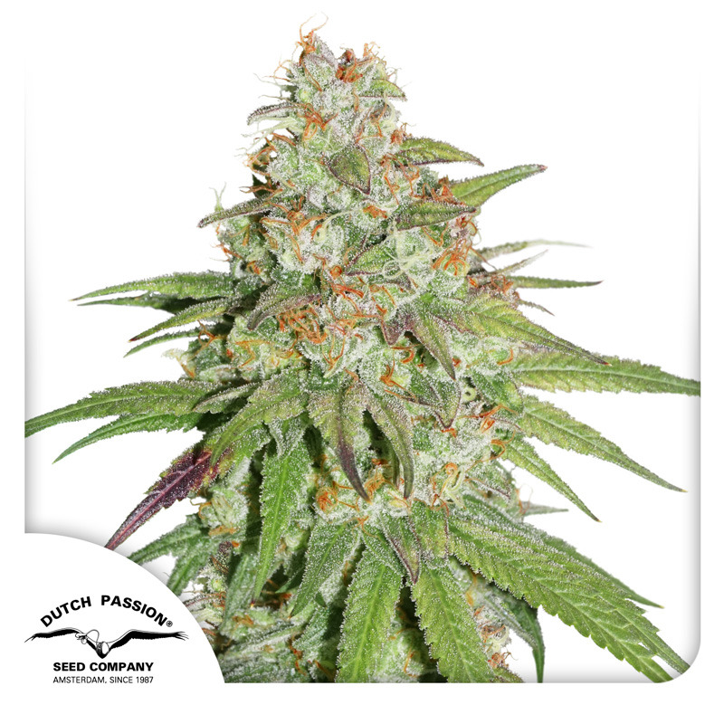 Glueberry OG
