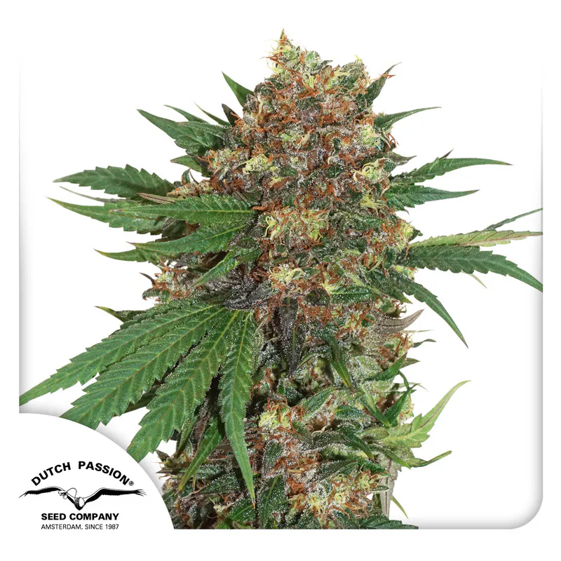 Buy Master Kush Cannabis Seeds | Dutch Passion USA