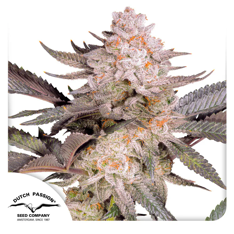 ☆メキシコ産　オオホウシャアヤヒシハナムグリ　　23mm Orange Bud 2.0 Cannabis Seeds | Dutch Passion USA