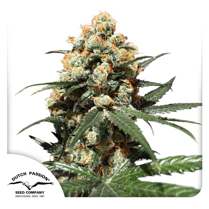 Buy Orange Hill Special Cannabis Seeds | Dutch Passion USA