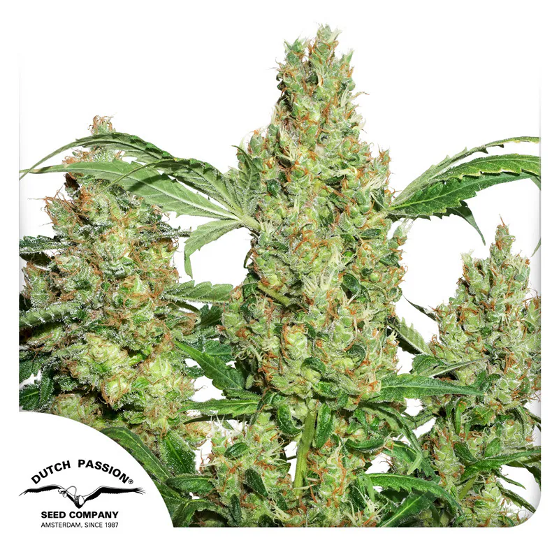 house plant elixir Wholesale Partner: Urban Gardener - Super Growth Elixir - Total Plant Health Spray