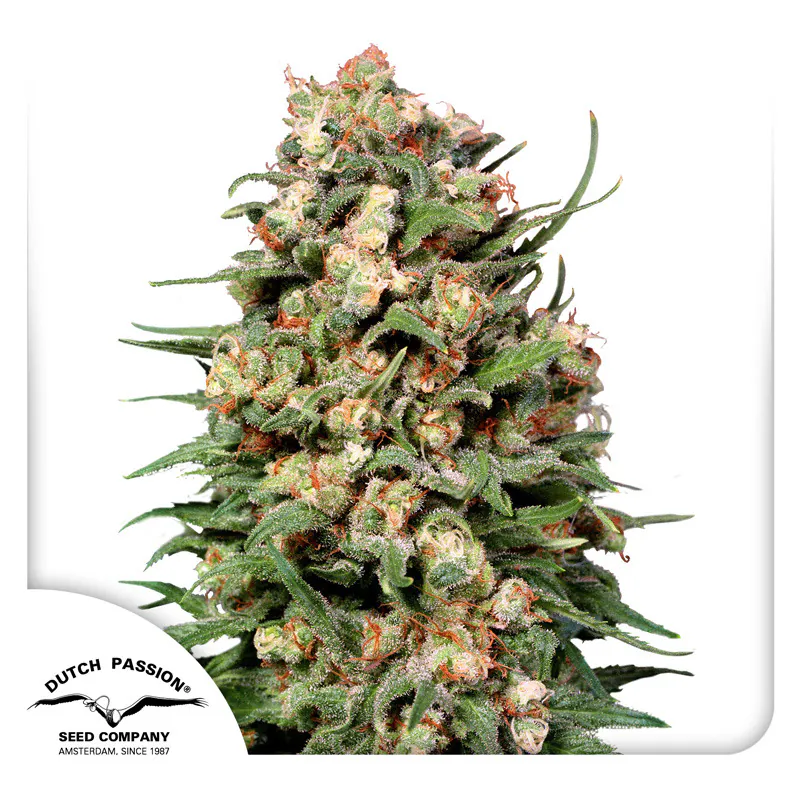 Buy Skunk #1 Cannabis Seeds | Dutch Passion USA Buy Skunk #1 Cannabis Seeds | Dutch Passion USA