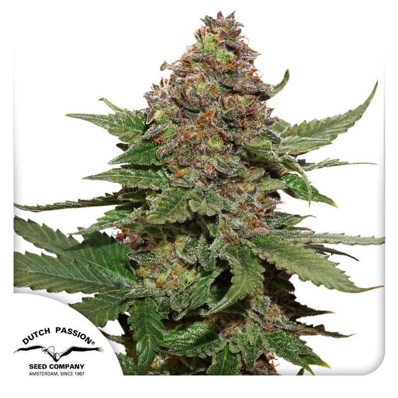 Buy Strawberry Cough Cannabis Seeds | Dutch Passion USA