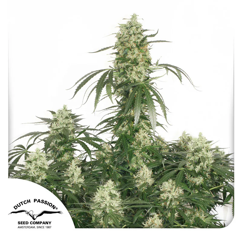 Buy The Ultimate Cannabis Seeds | Dutch Passion USA