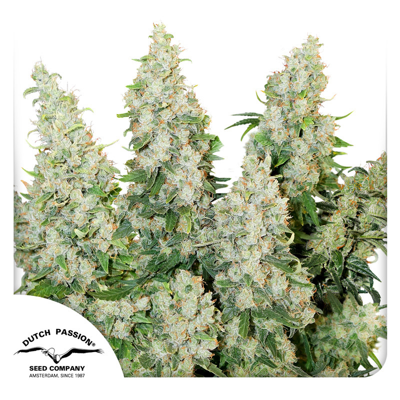 Buy Auto Think Different Cannabis Seeds | Dutch Passion USA Buy Auto Think Different Cannabis Seeds | Dutch Passion USA