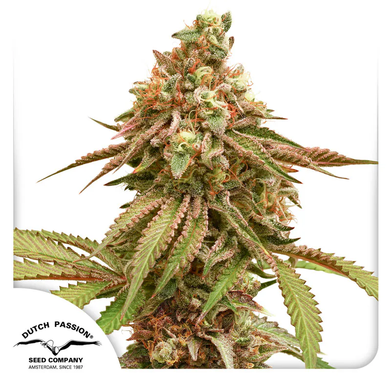 Rページ　20ml × 3種 + Tangie × 5ml Buy Tropical Tangie Feminized Cannabis Seeds | Dutch Passion USA