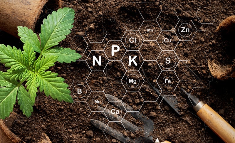 A visual guide to cannabis deficiencies