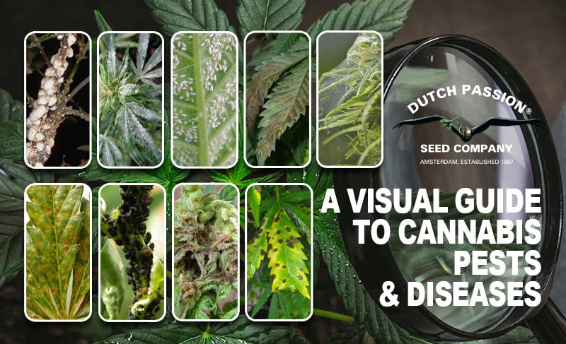 A visual guide to cannabis pests and diseases