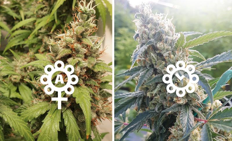 Autoflower vs feminized cannabis seeds explained