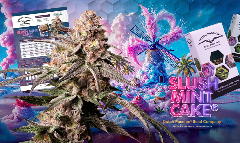 Inside the breeding of Slush Mint Cake