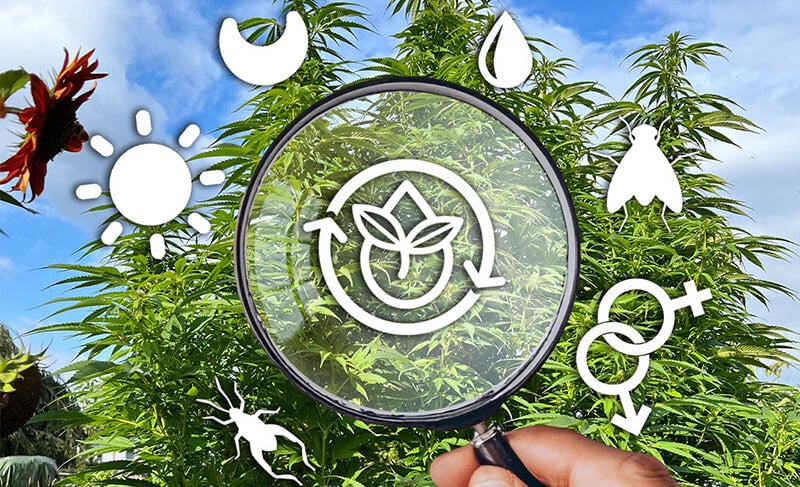 Outdoor cannabis plants pre-flowering checklist