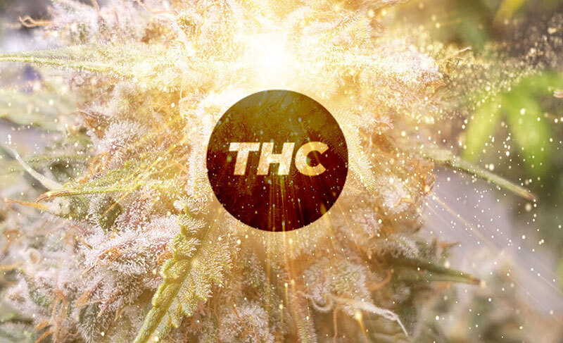 Top 5 high-THC autoflower cannabis strains