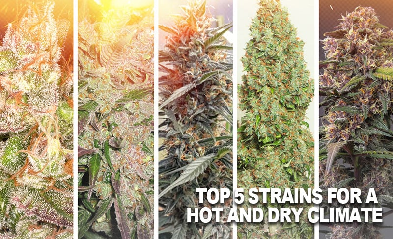 Top 5 cannabis strains for a hot and dry climate