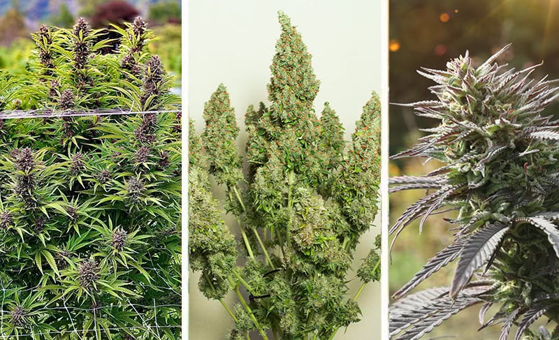 Top 5 cannabis seeds for a late outdoor start 