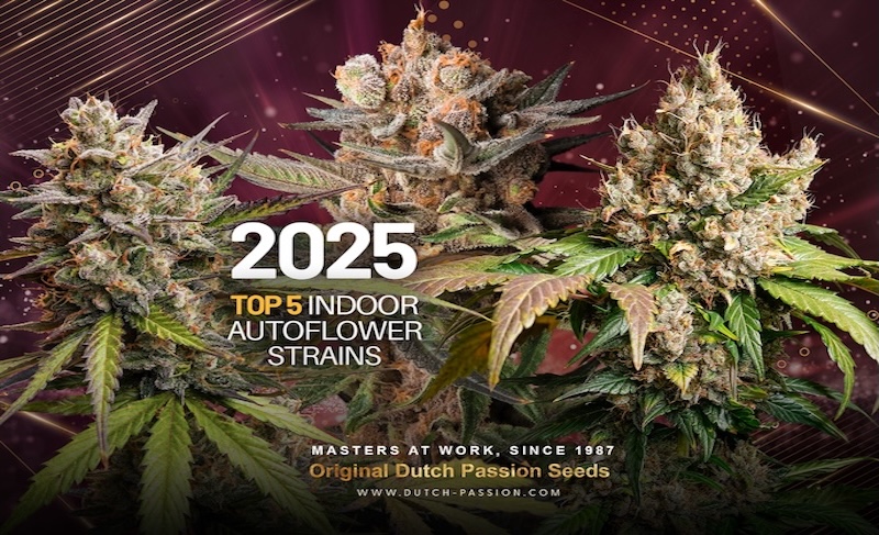 Top 5 indoor autoflower cannabis seeds in 2025
