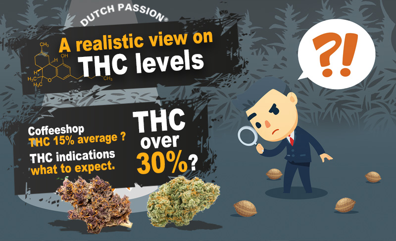 What is a high amount of THC for cannabis?