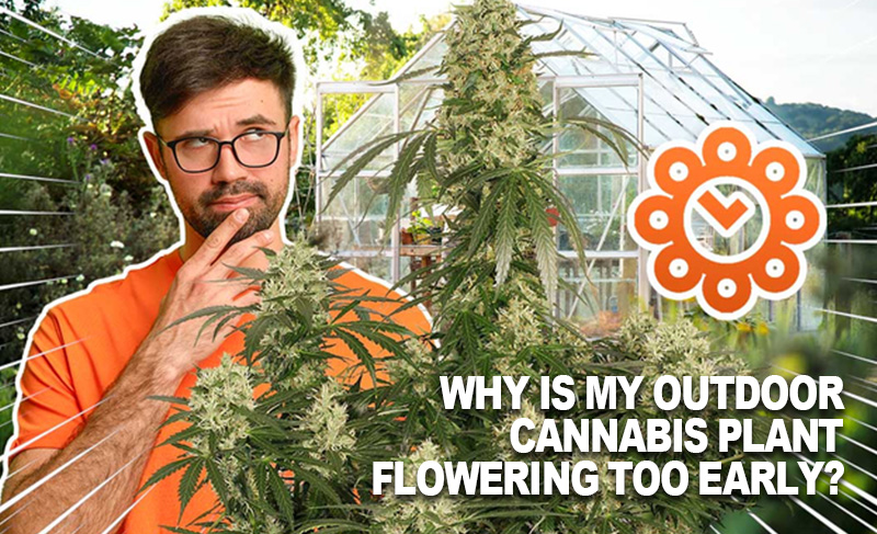 Why is my outdoor cannabis plant flowering too early