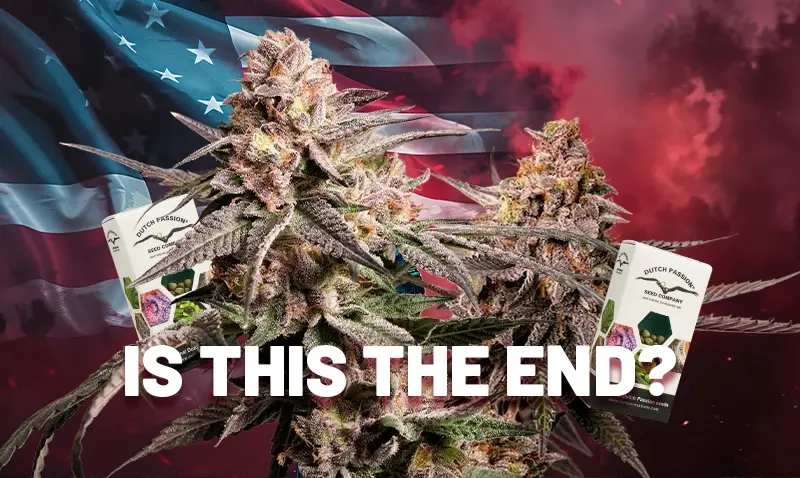 Are cannabis seeds going to be illegal in 2026?