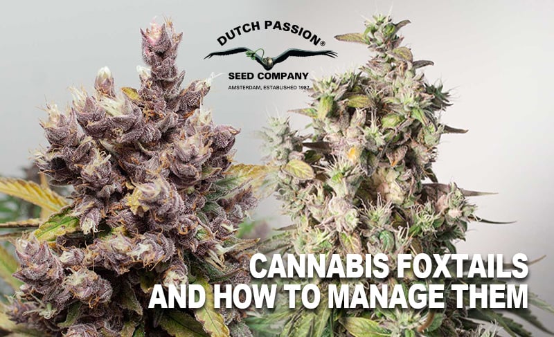 What are cannabis foxtails and how to manage them?