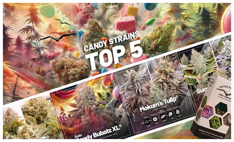 Top 5 candy cannabis strains 