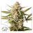 Auto Cinderella Jack