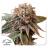 Auto Kingston Punch