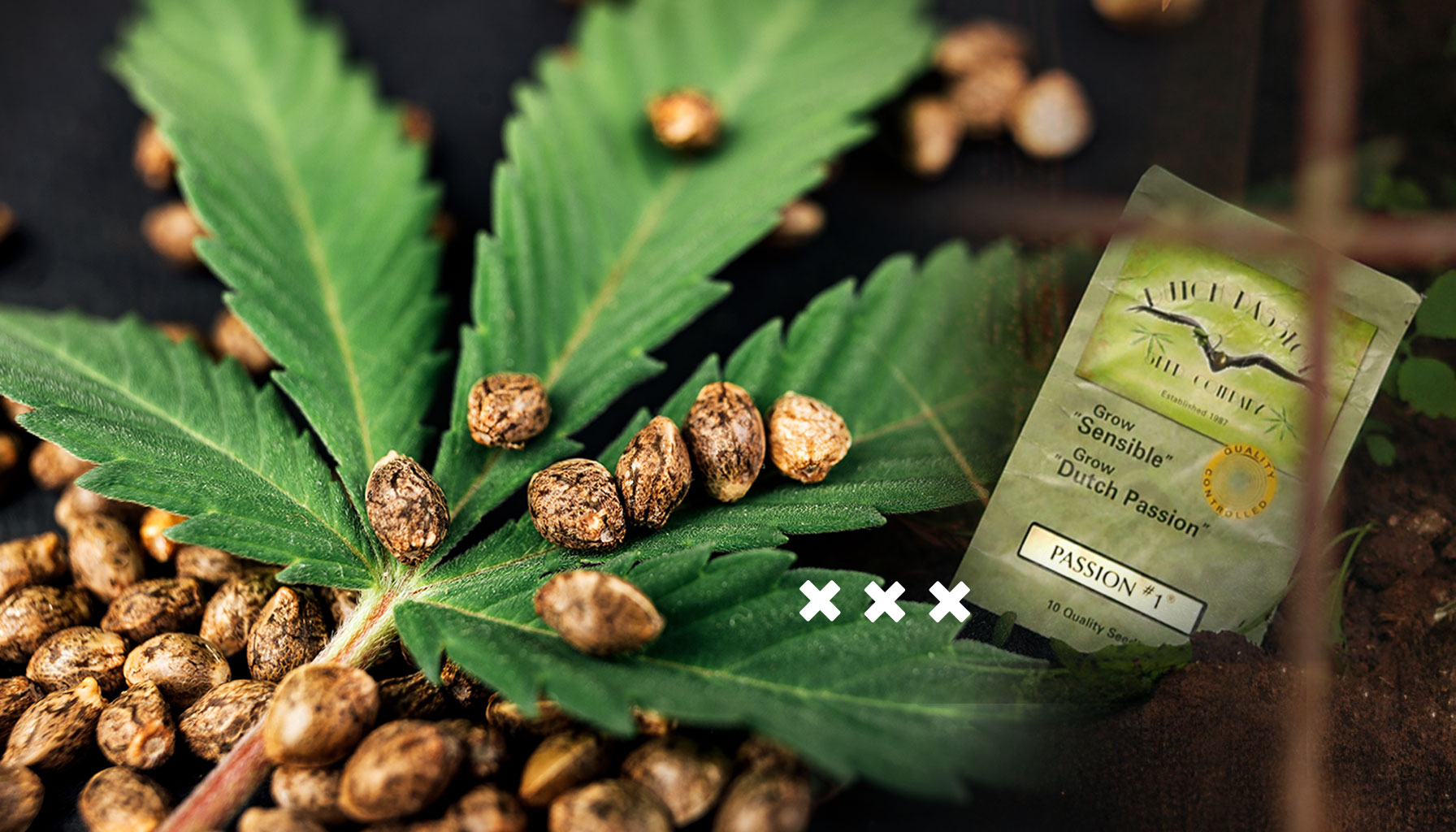 Officially established in Amsterdam