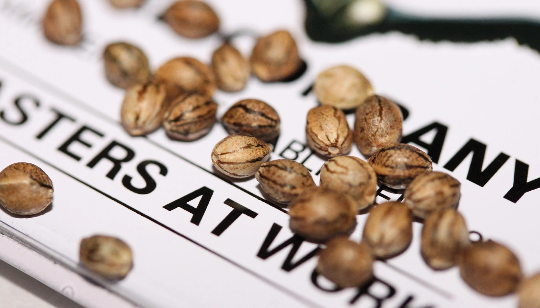 Officially established in Amsterdam