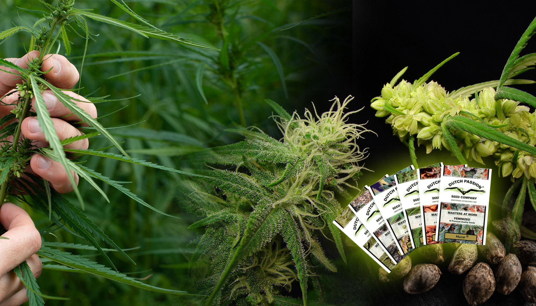 Feminized cannabis seeds invention