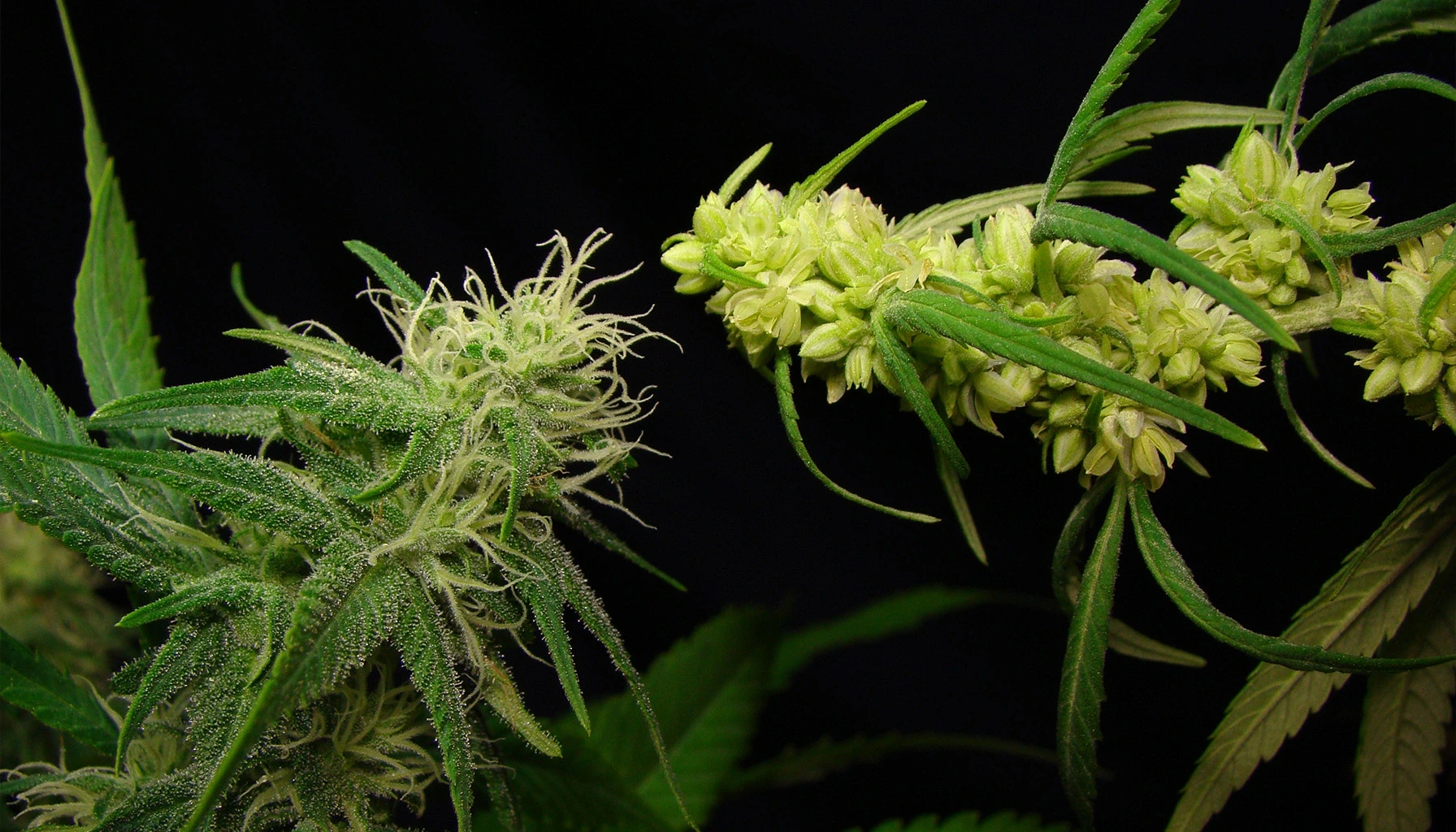 Feminized cannabis seeds invention