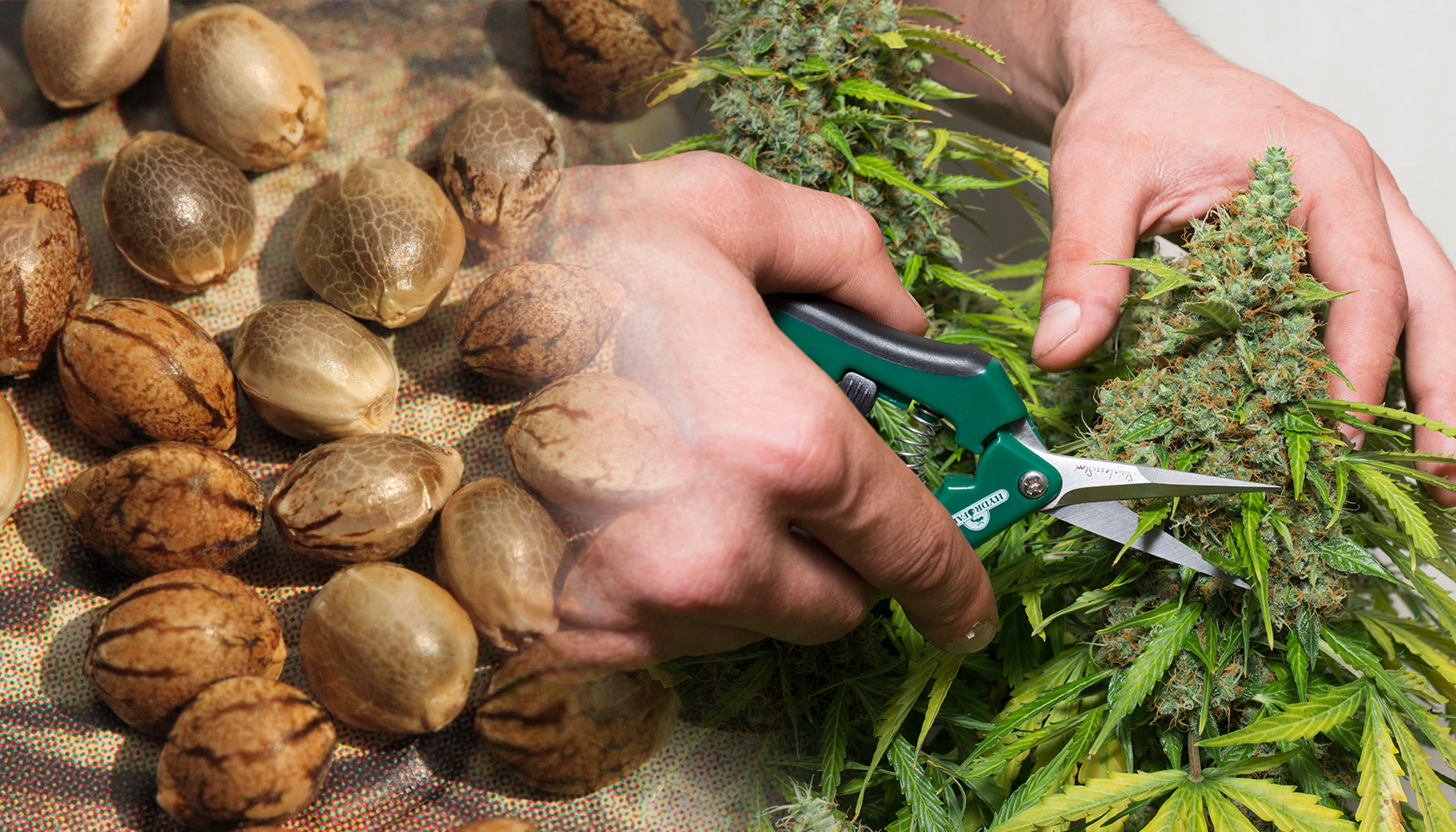 Premium autoflower seeds pioneers