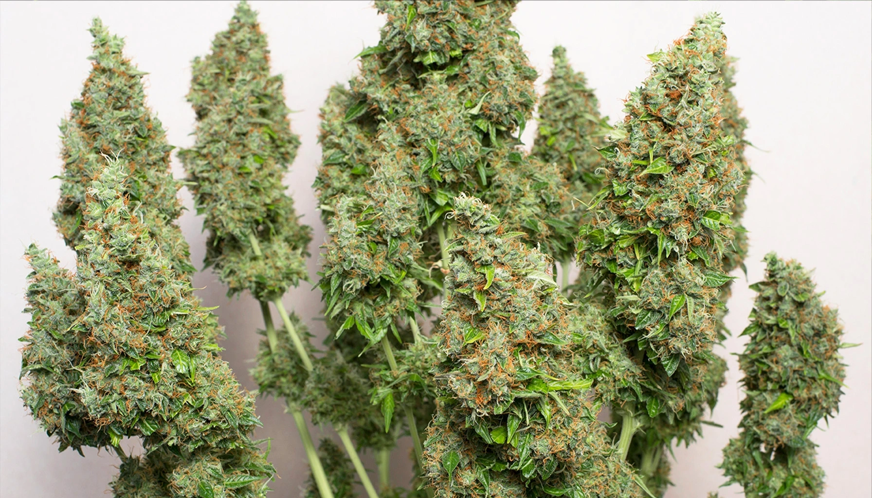 Premium autoflower seeds pioneers