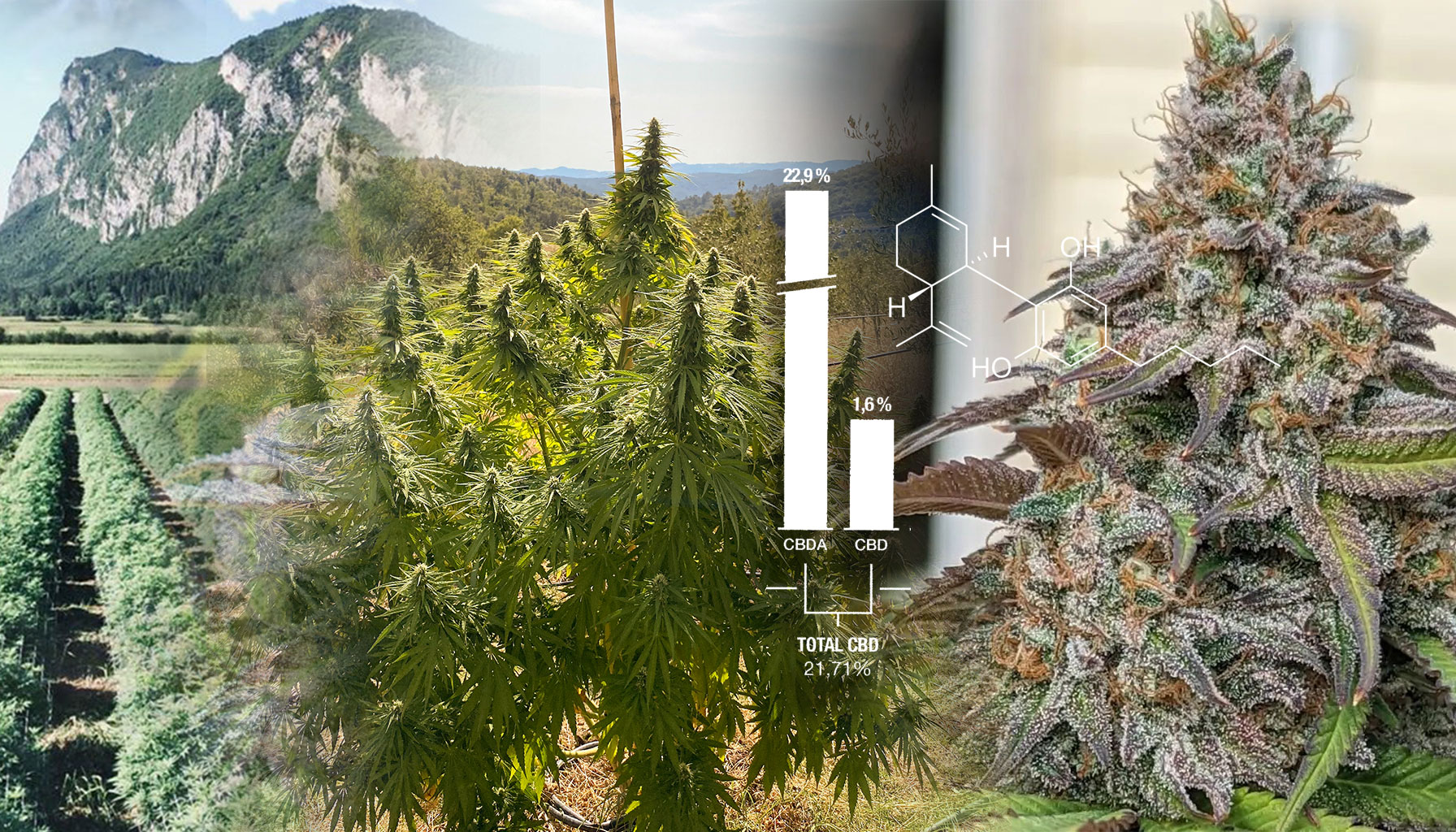 First stable CBD-rich cannabis seeds