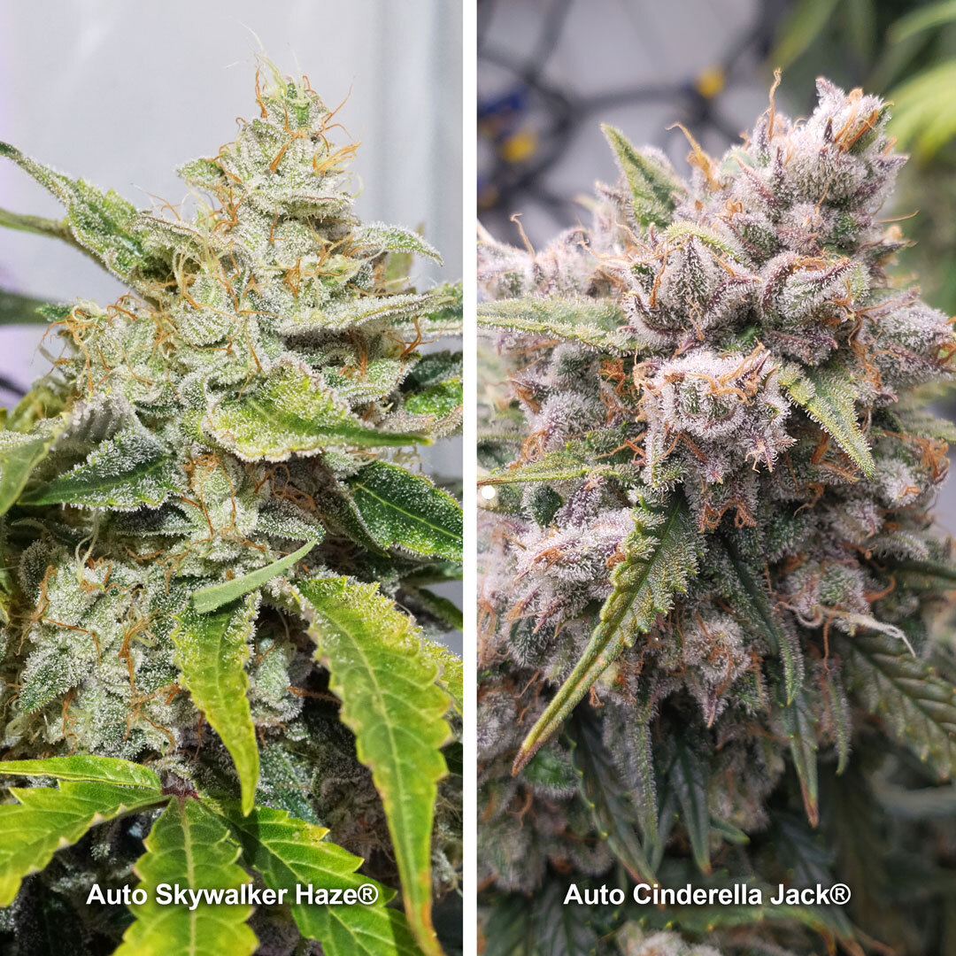High THC varieties from Dutch Passion
