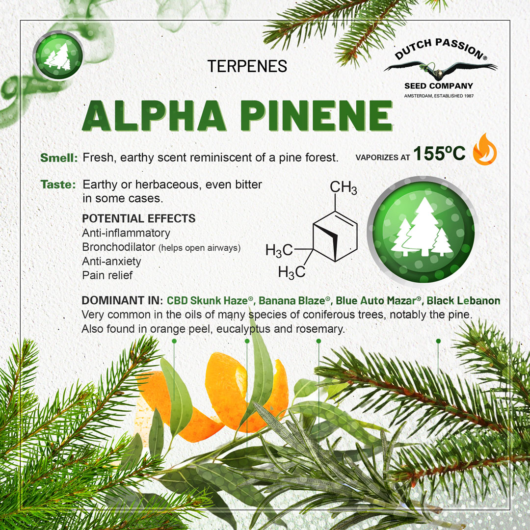 Alpha-Pinene cannabis terpene guide