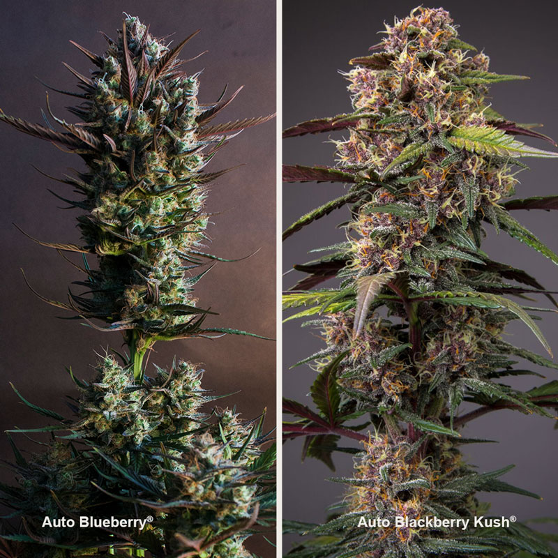 Auto Blackberry Kush