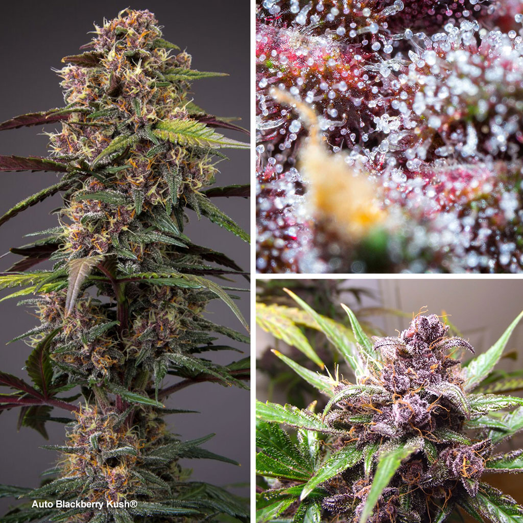 Auto Blackberry Kush with beautiful purple colors