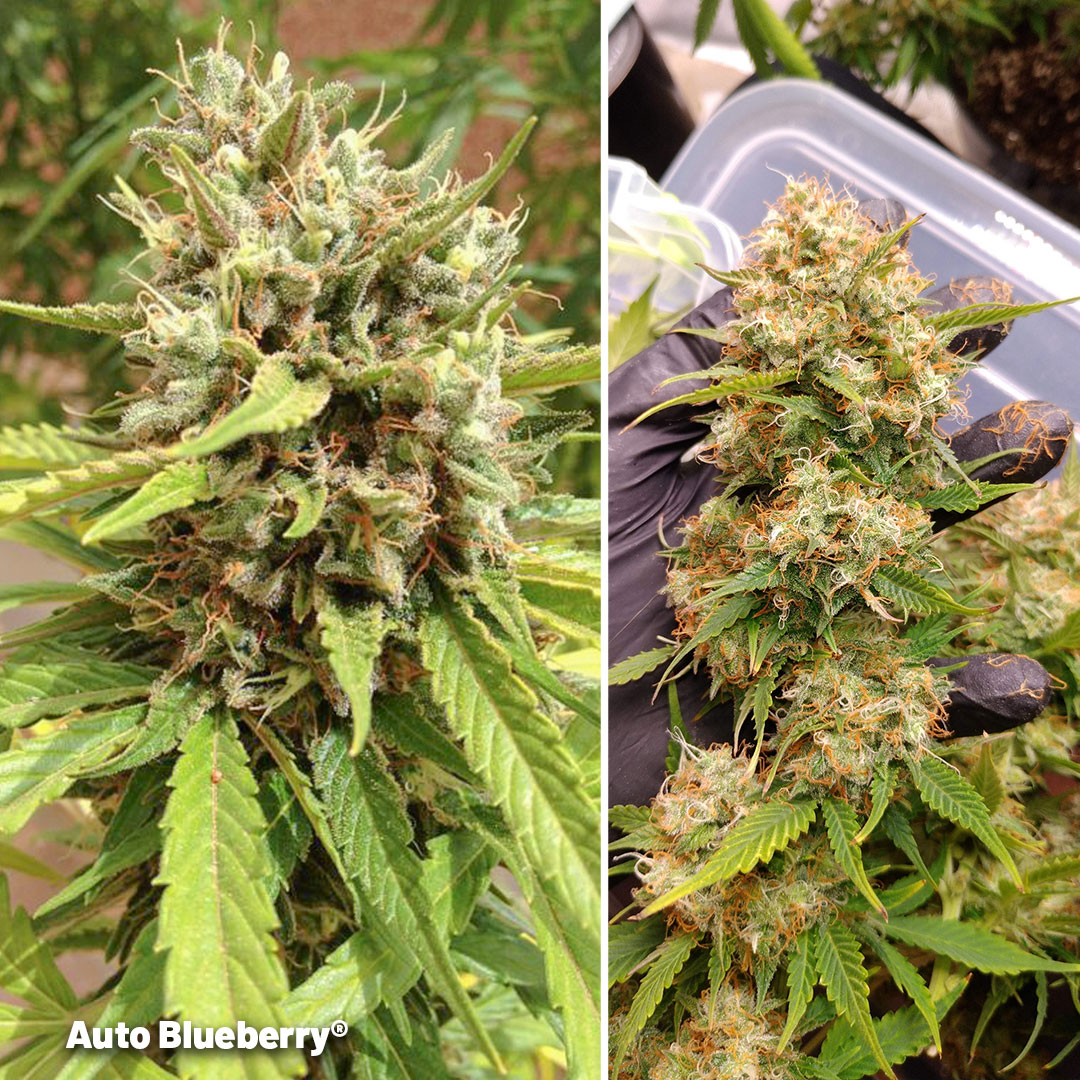 Auto Blueberry outdoors