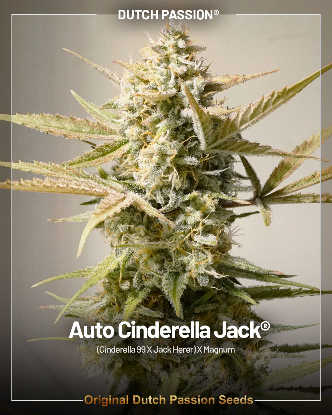 Auto Cinderella Jack by Dutch Passion