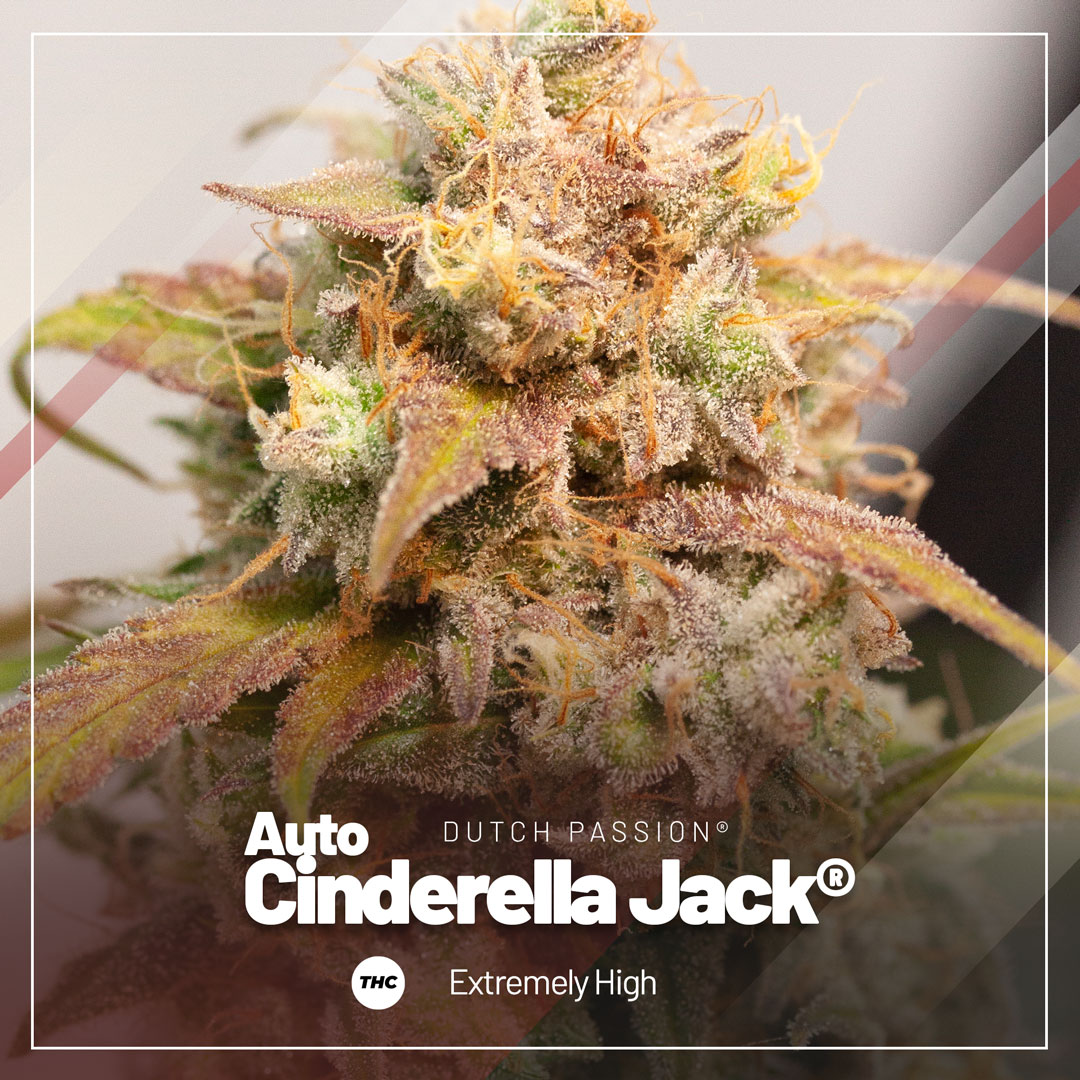 Auto Cinderella Jack was Dutch Passion's first auto with over 25% THC Auto Cinderella Jack was Dutch Passion's first auto with over 25% THC