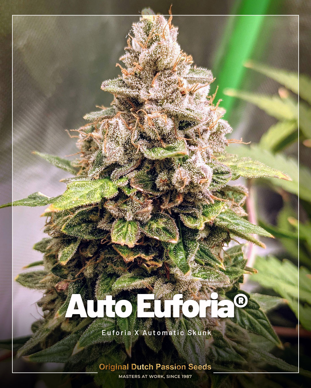 Auto Euforia bud covered in trichomes