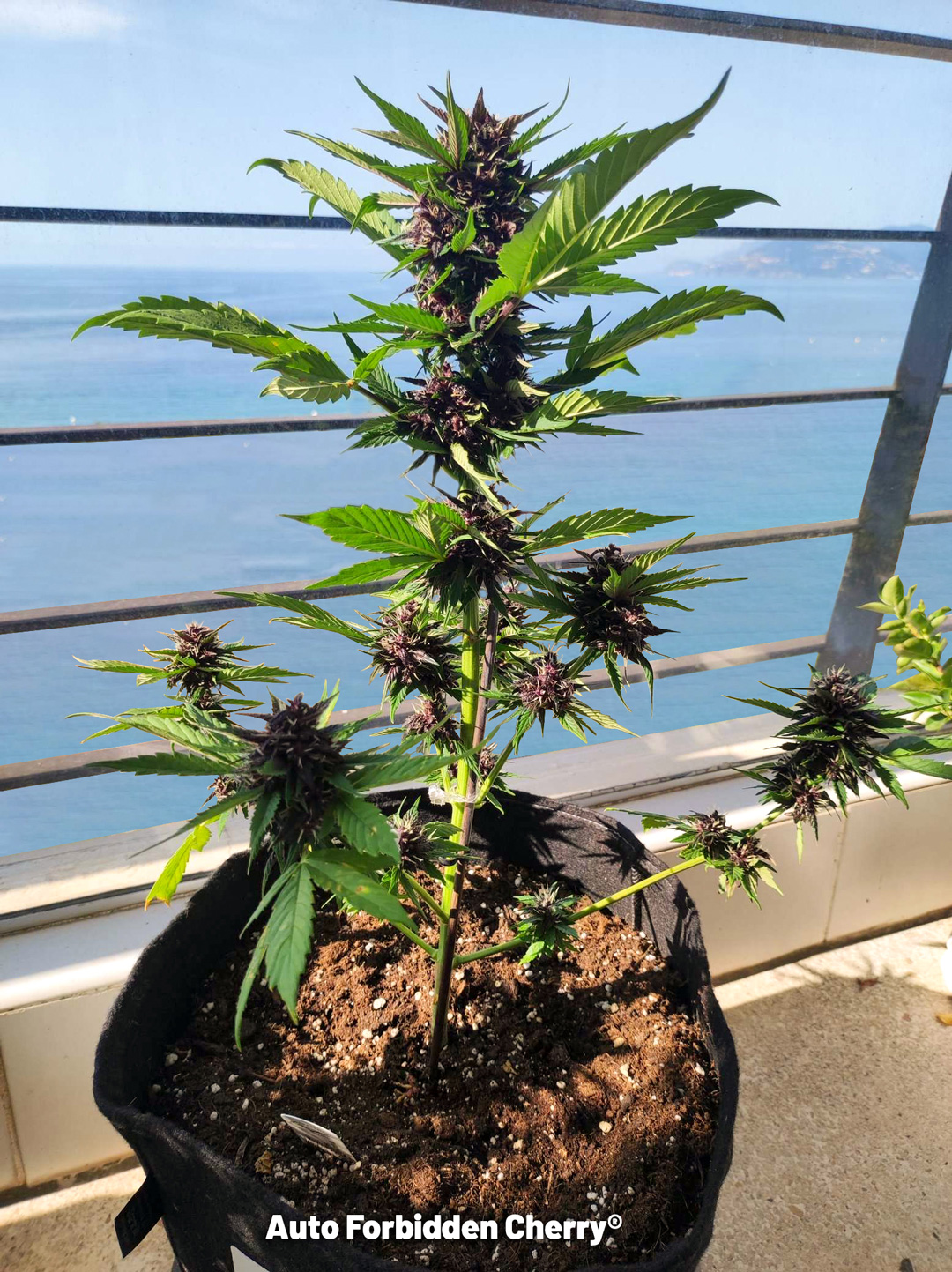Auto Forbidden Cherry on a balcony in France with sea view