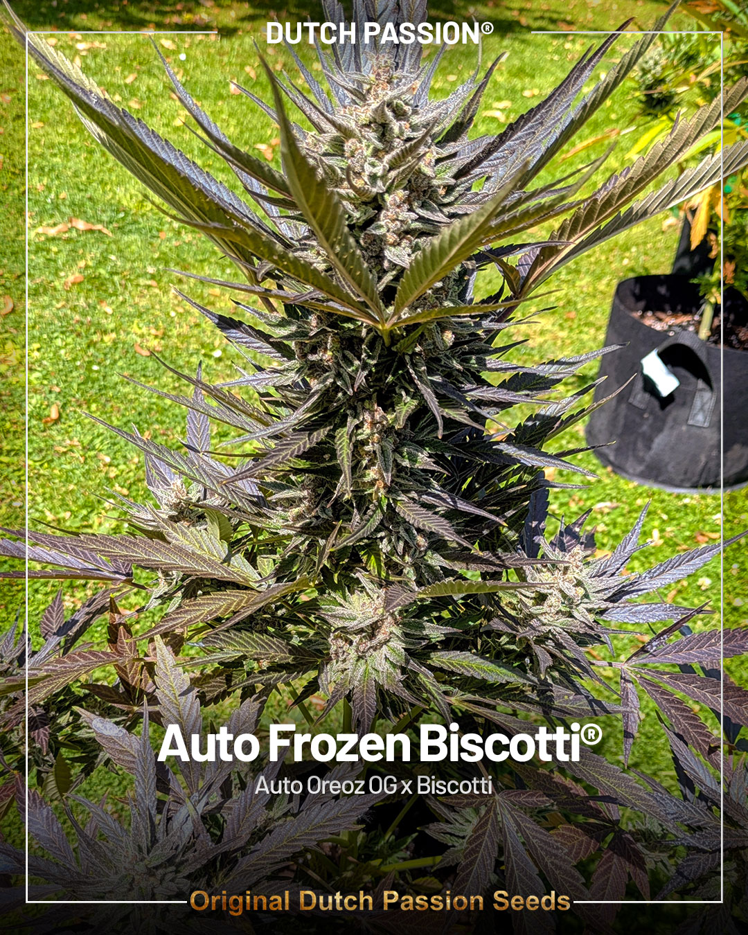 Auto Frozen Biscotti by Dutch Passion