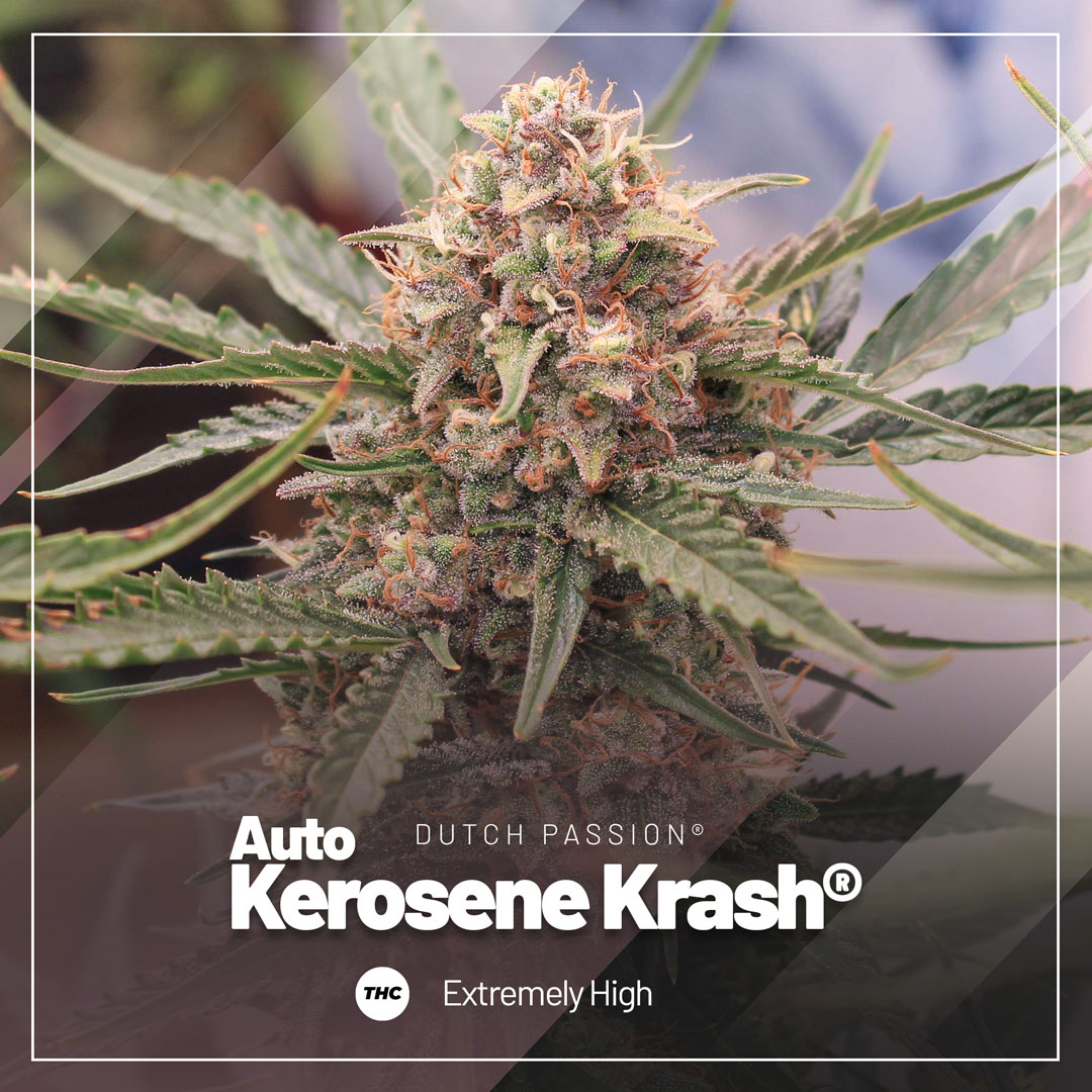 Auto Kerosene Krash, buds with high THC levels that reek of a fresh fuel spill Auto Kerosene Krash, buds with high THC levels that reek of a fresh fuel spill