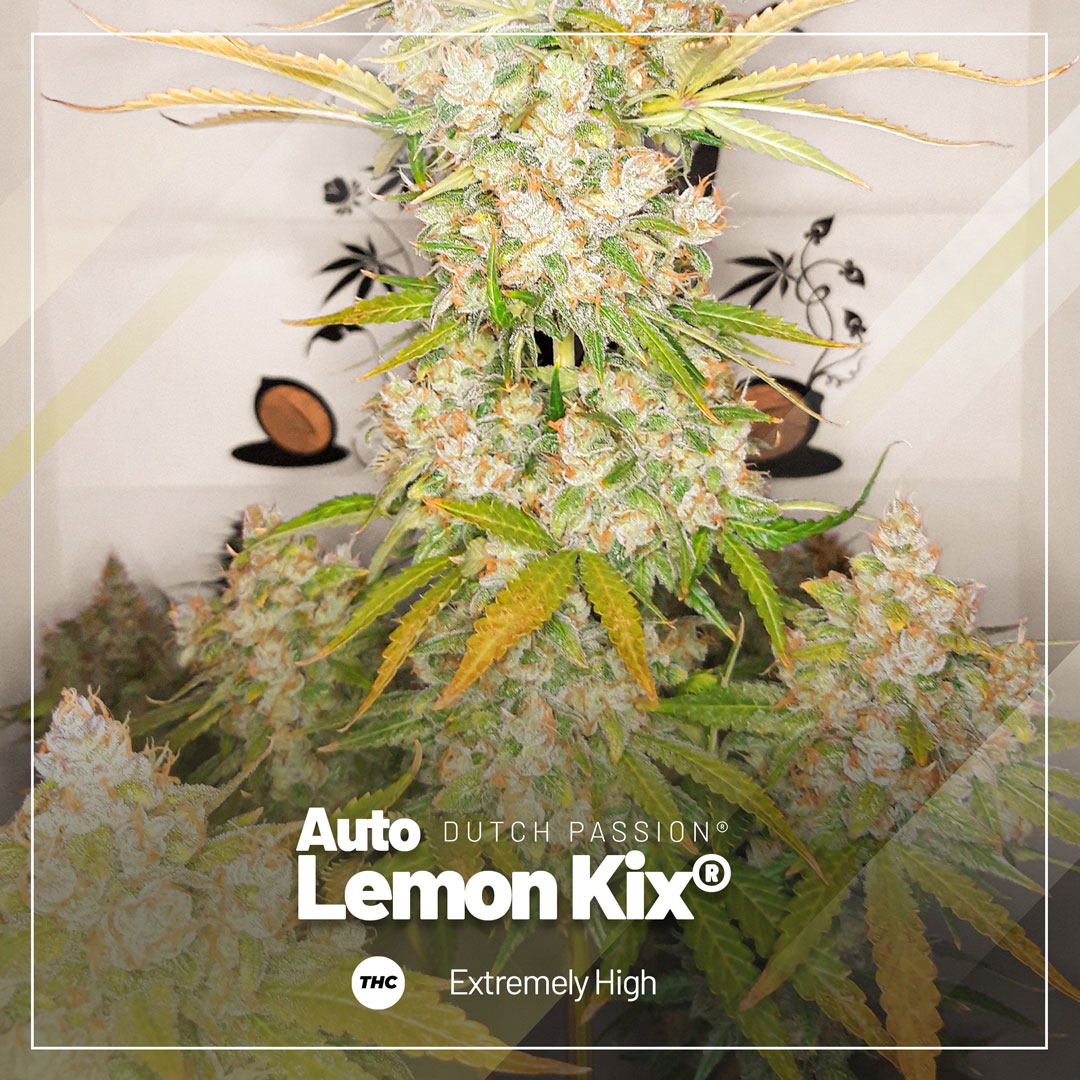 Auto Lemon Kix boasts THC levels over 25% Auto Lemon Kix boasts THC levels over 25%