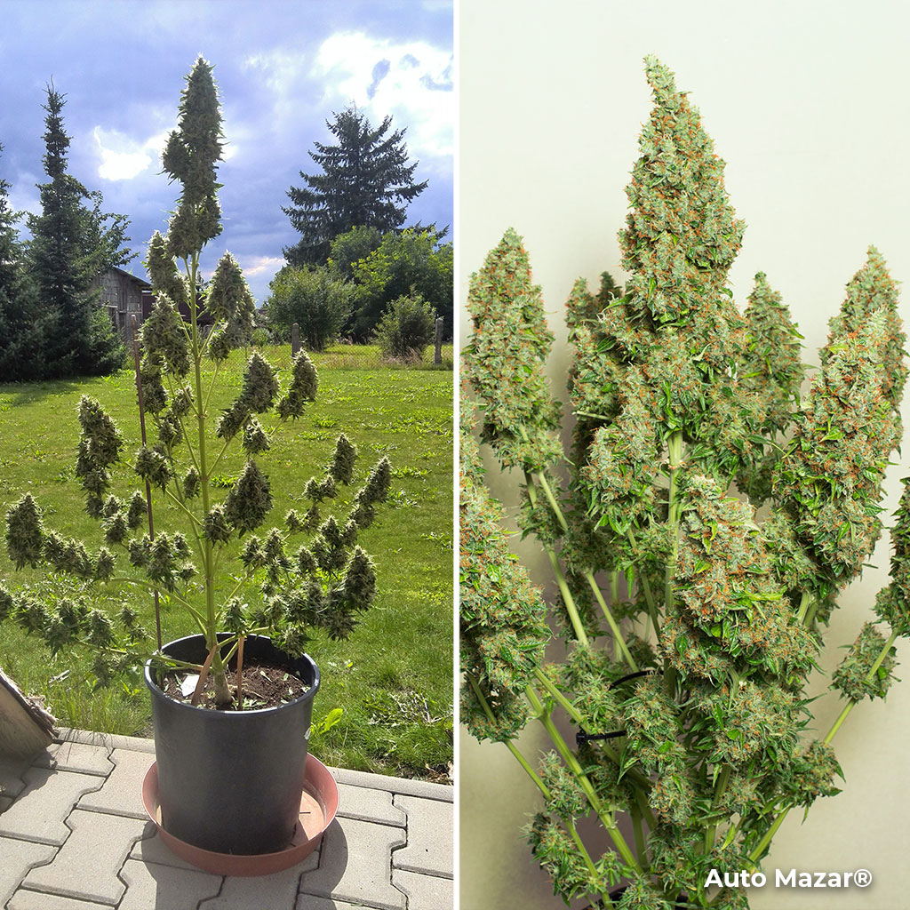 Auto Mazar Dutch-Passion outdoor autoflower