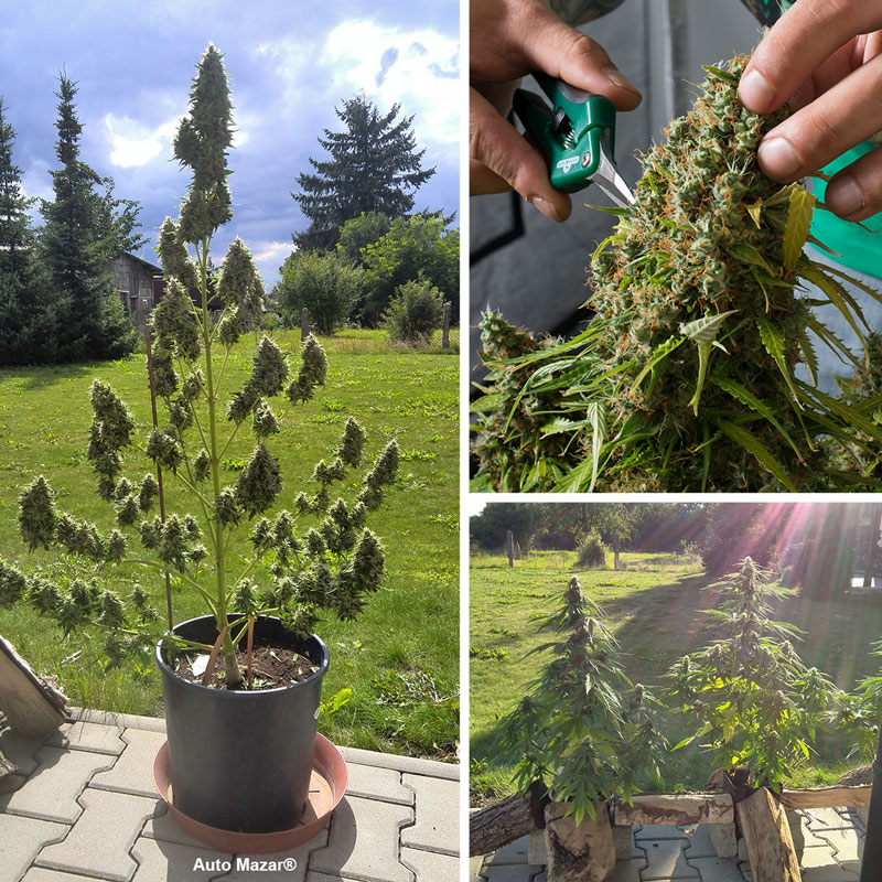 Auto Mazar is an easy-to-grow and reliable autoflower