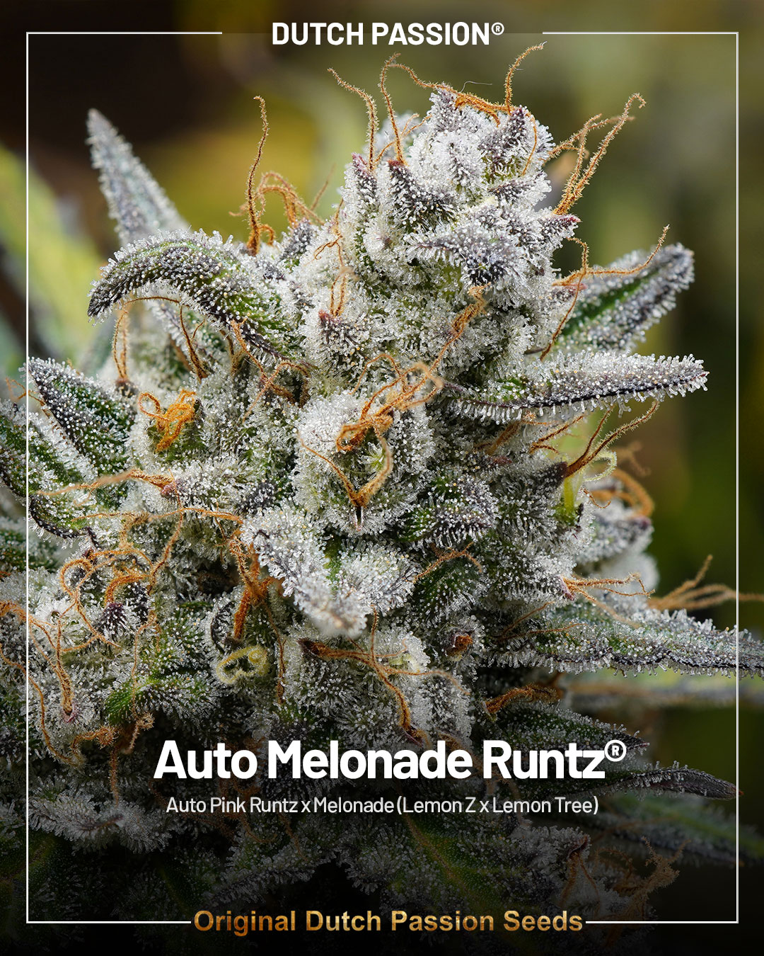 Auto Melonade Runtz by Dutch Passion